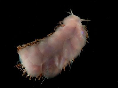New species of scaleworm, Peinaleopolynoe.