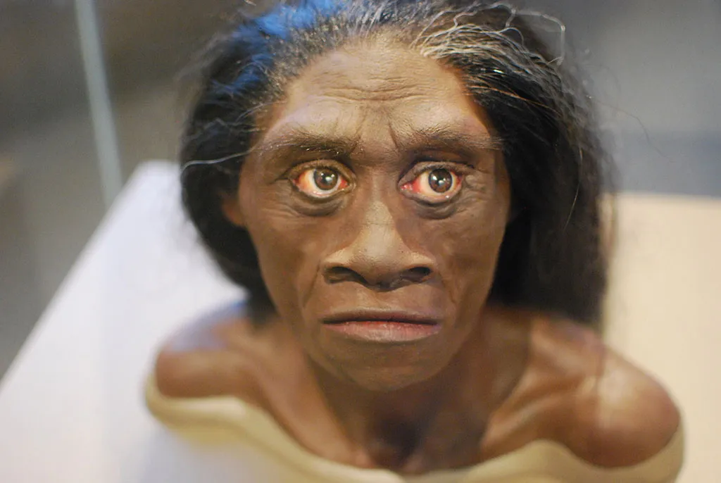 Flores reconstruction