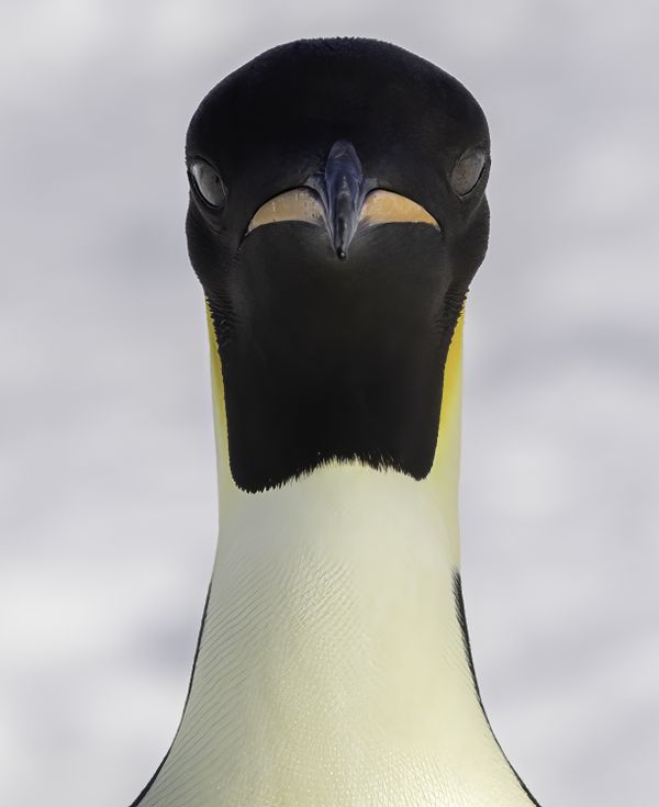 Emperor Penguin thumbnail