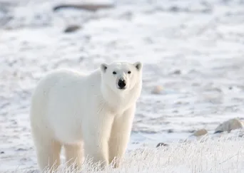 Canada's Polar Bears: A Tailor-Made Journey description