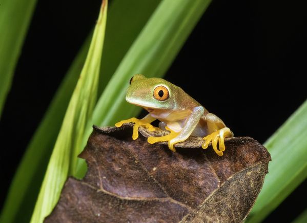 Red Eyed Tree Frog, Costa Rica thumbnail