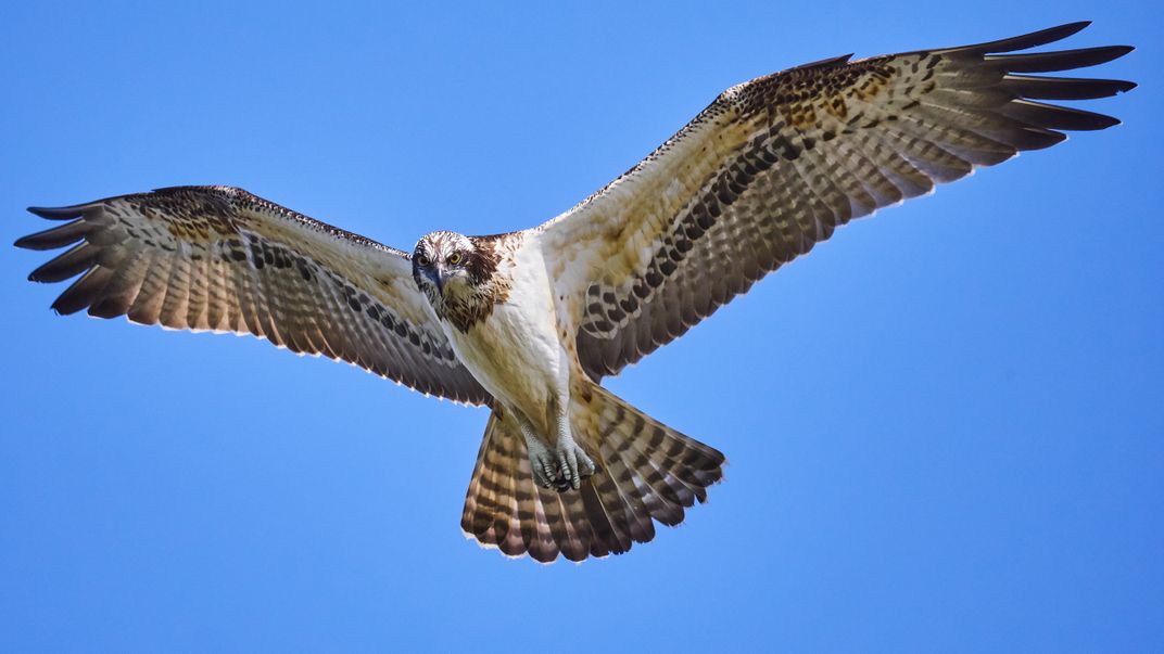 Osprey in flight making eye contact | Smithsonian Photo Contest ...