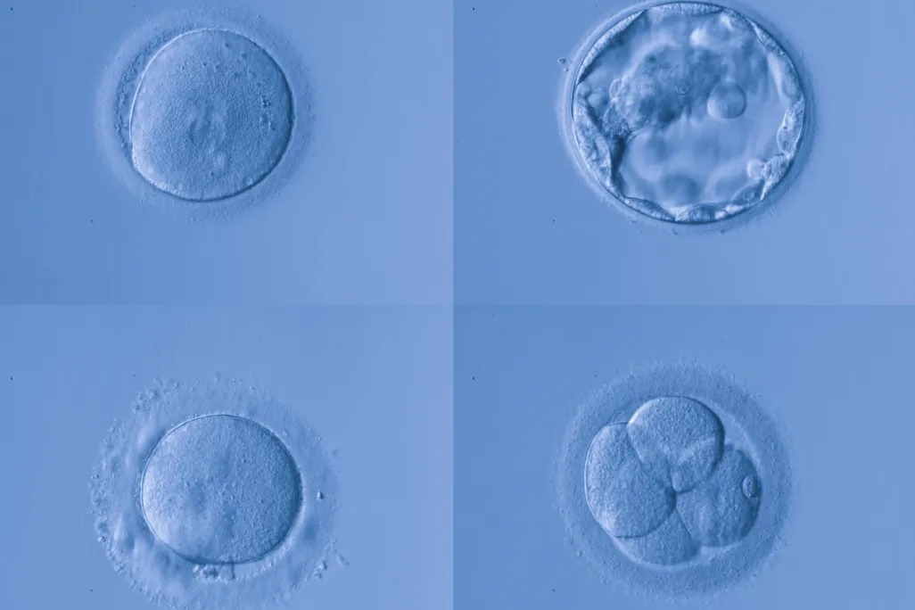 embryo
