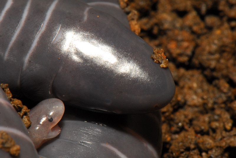 a Caecilian baby