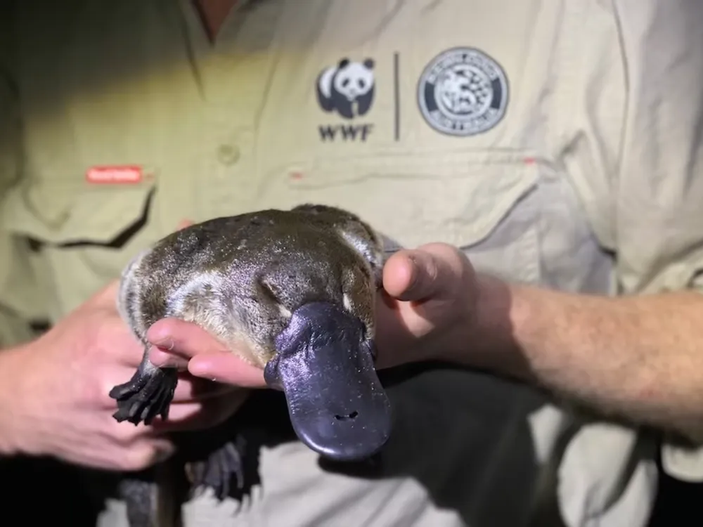 Close-up shot of a man holding a platypus