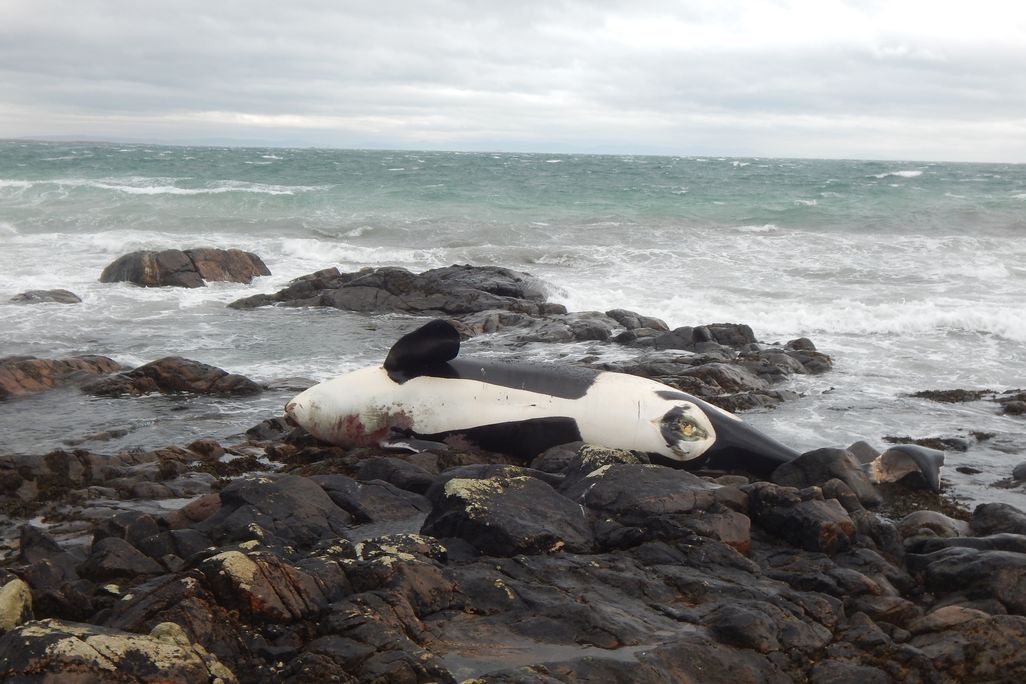 Lulu - John Bowler, RSPB Scotland (2).JPG