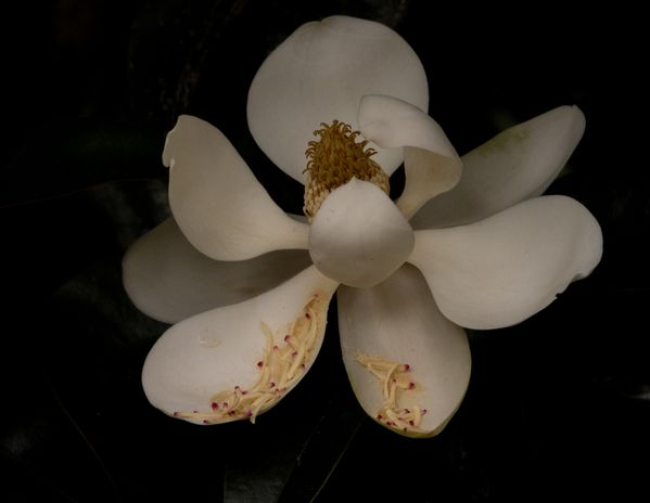 Magnolia Grandiflora thumbnail