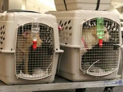 These dogs are crated and ready for departure on an international flight. They will be carried in the plane’s cargo hold, where dozens of animals die each year from heat and stress.