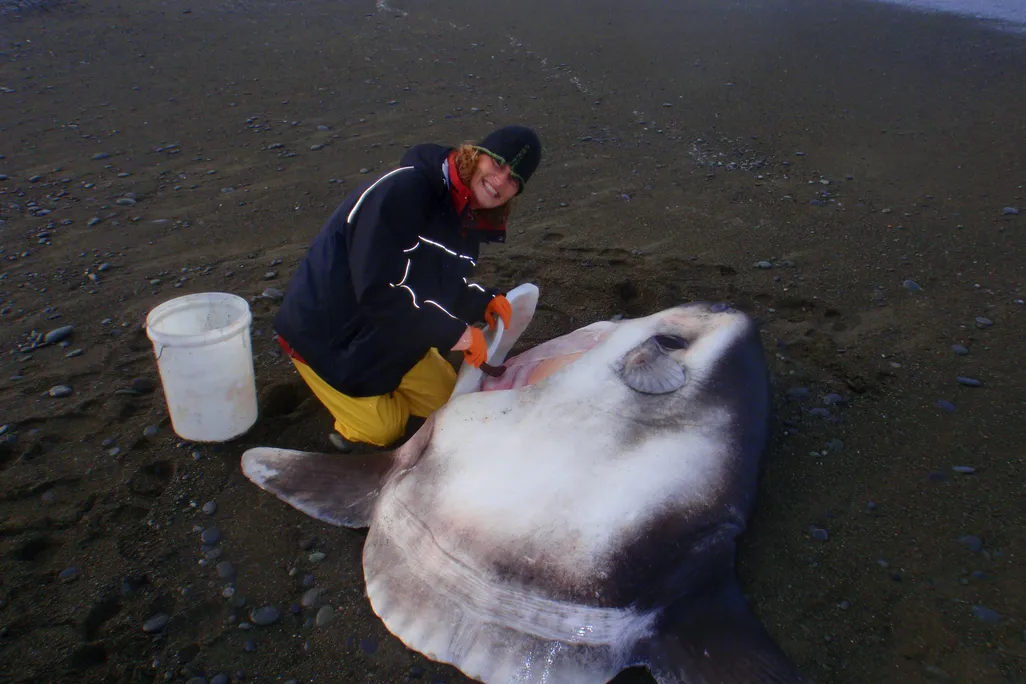 Look at the size of that sunfish