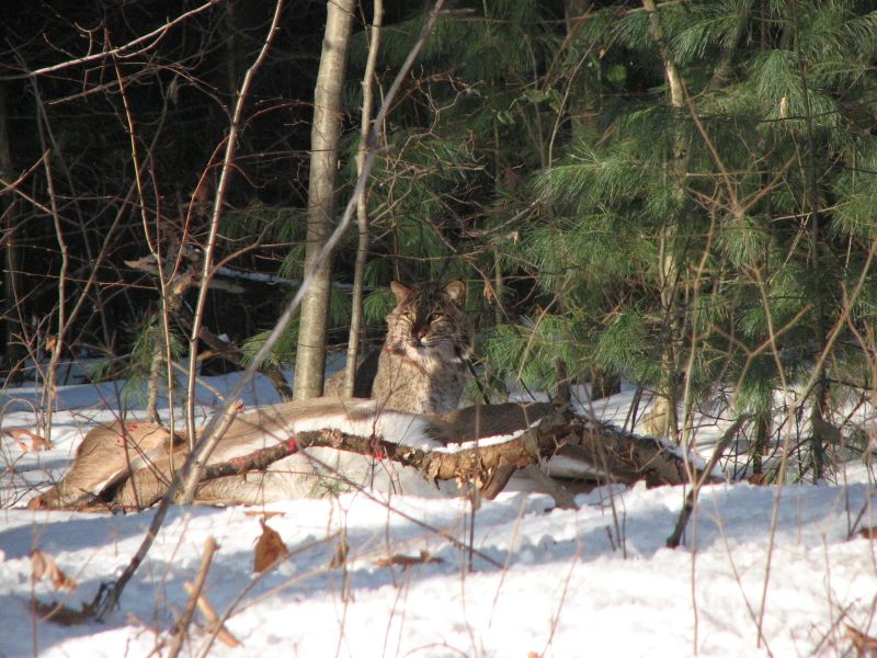 Bobcat on a kill | Smithsonian Photo Contest | Smithsonian Magazine