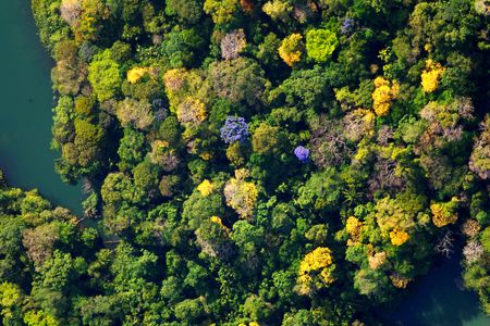 bci_flowering_canopy.jpg