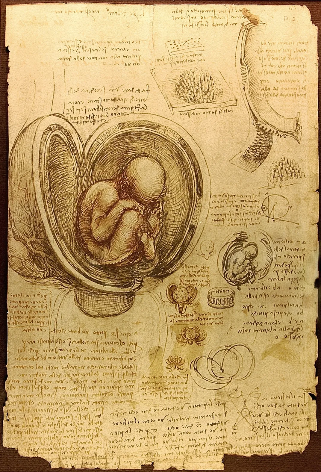 A page from da Vinci's notebook with his trademark mirror-reflected handwriting and detailed drawings of a fetus in utero