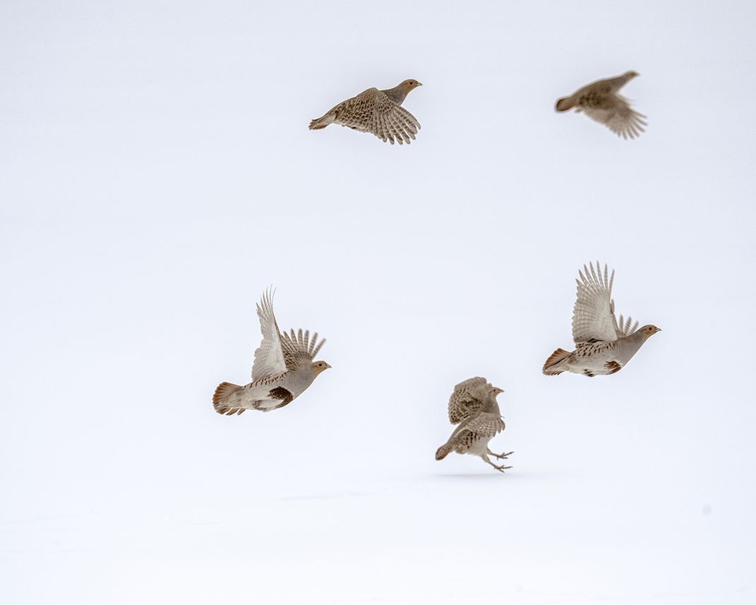 Gray partridges