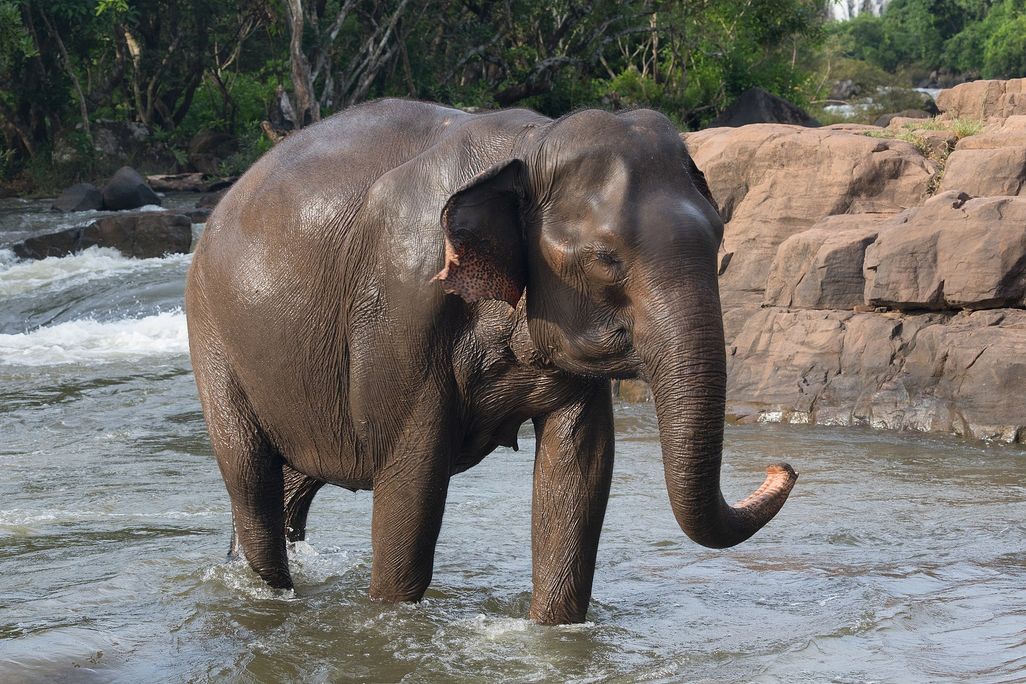 Elephant in water
