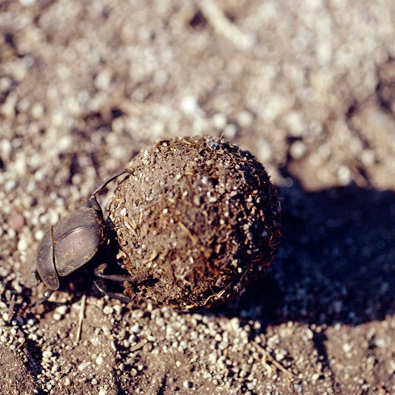 How Dung Beetles Roll Their Food in a Straight Line