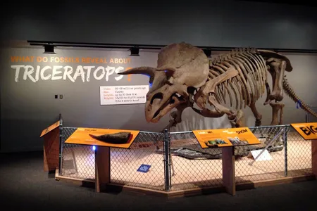 “Hatcher,” a large Triceratops, greets visitors exploring the National Museum of Natural History’s new exhibition, “The Last American Dinosaurs: Discovering a Lost World.”