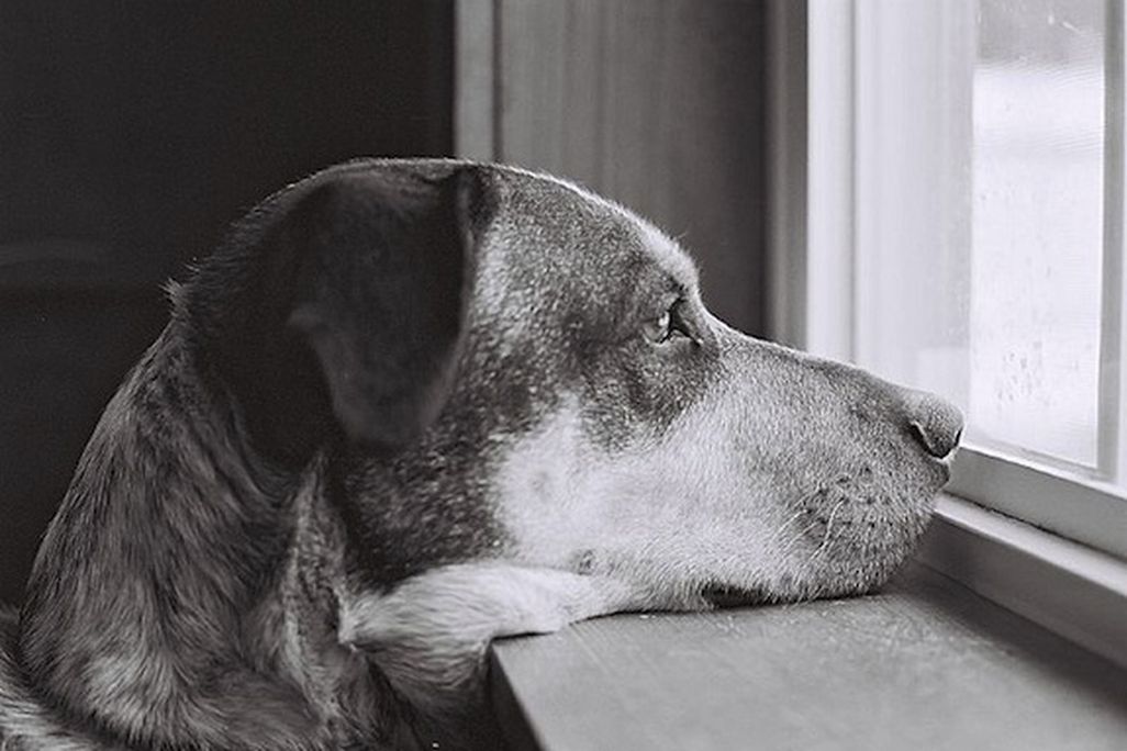 Does he really miss you, or is that a tasty looking squirrel out there?