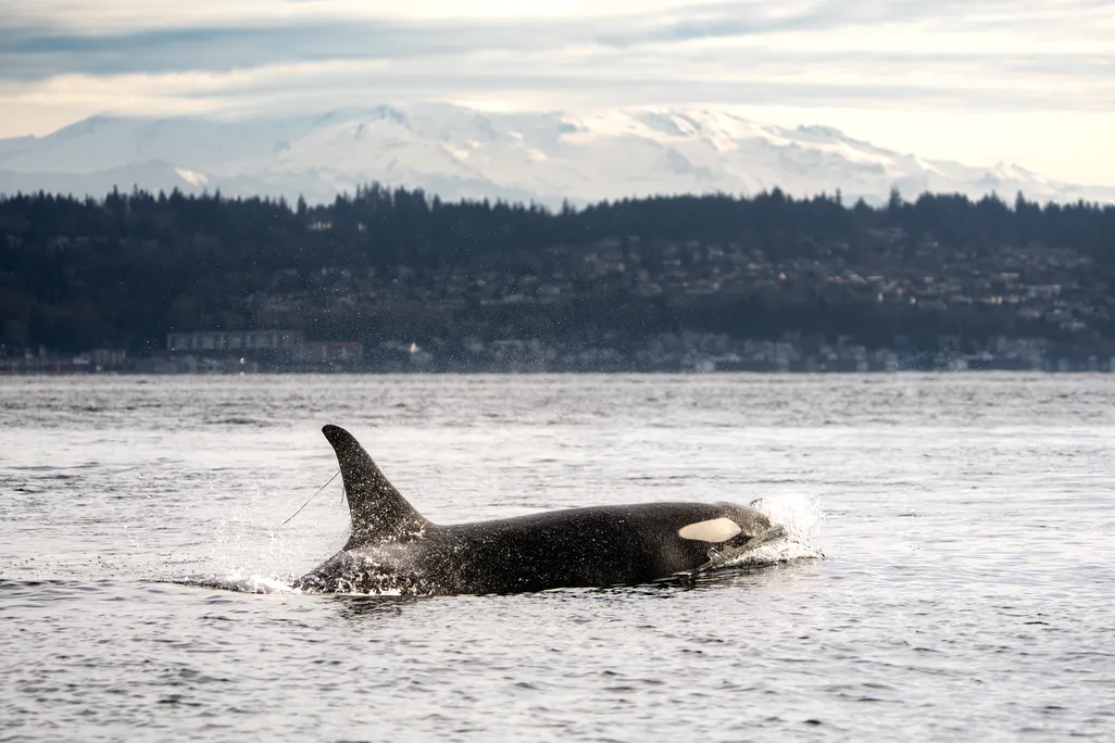 an orca swimming with Mt. Rainier in the background with a strand of eelgrass fluttering from her dorsal fin