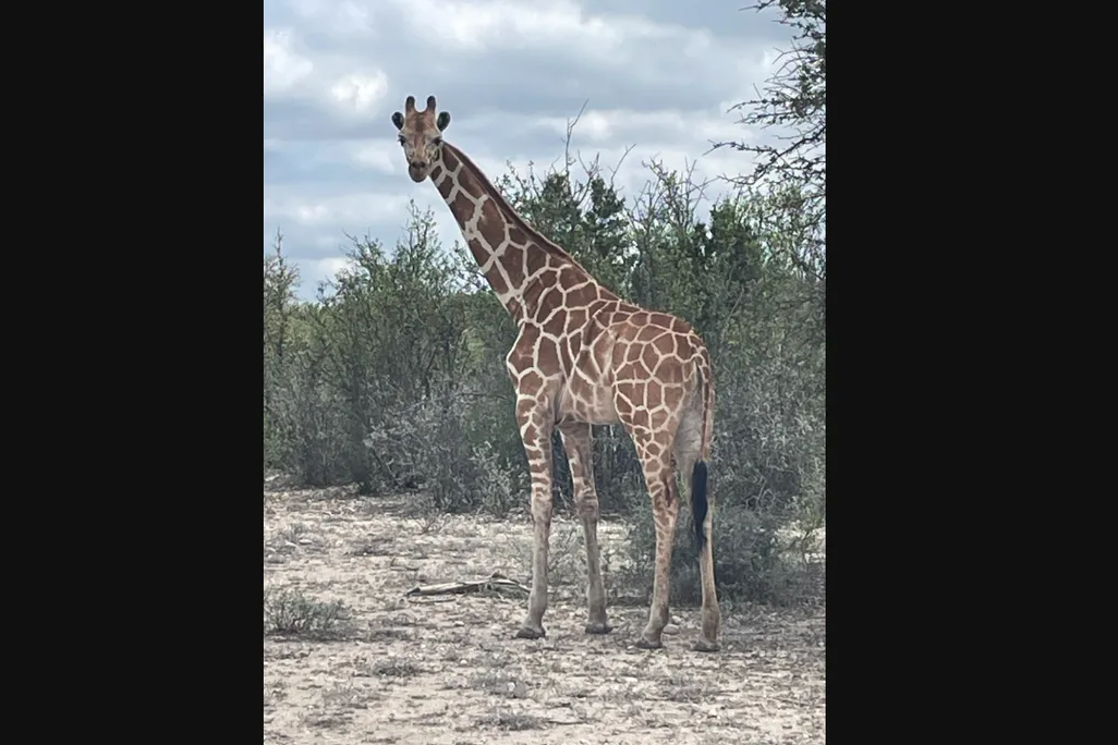 A giraffe standing tall and looking at the camera