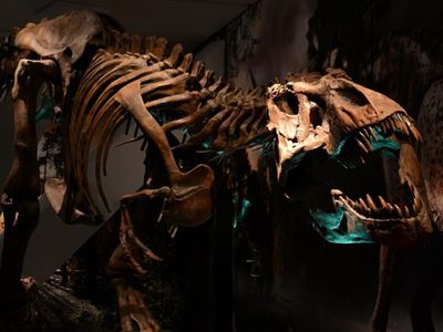 Paleontologists have previously found a bounty of dinosaur fossils in the Hell Creek formation, including Tyrannosaurus Rex.