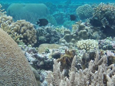 An experiment with corals taken from the warm waters of the U.S. National Park of American Samoa showed that at least one species can quickly adapt to rising heat. 