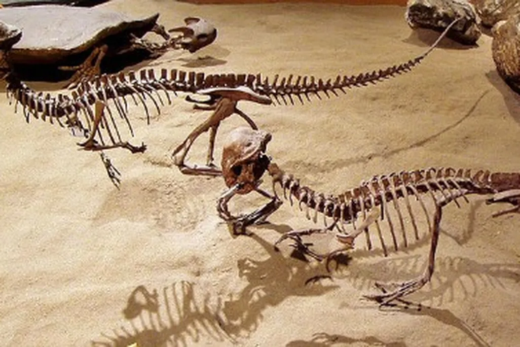 A pair of Stegoceras on display at the Royal Tyrrell Museum, Alberta, Canada.