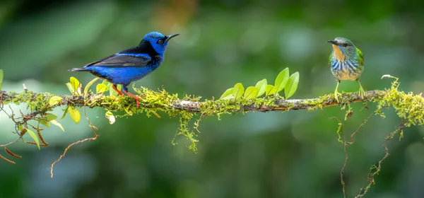 Rainforest Companions thumbnail