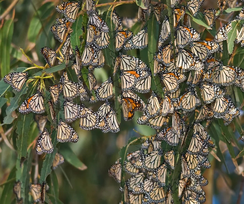 Monarchs
