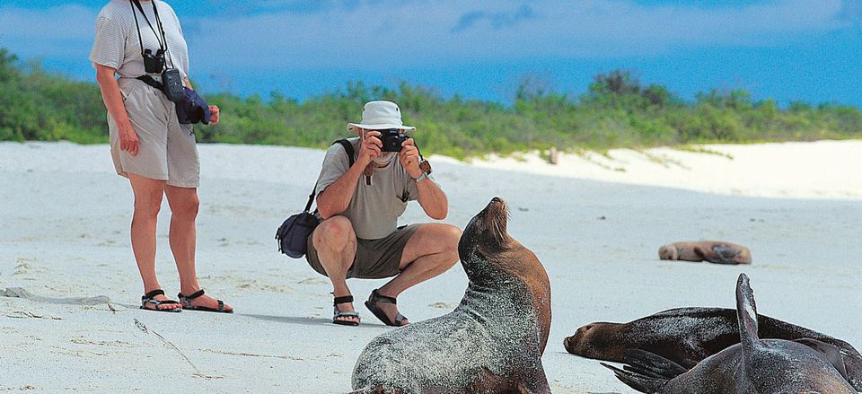  Travelers snapping a photo of seals  