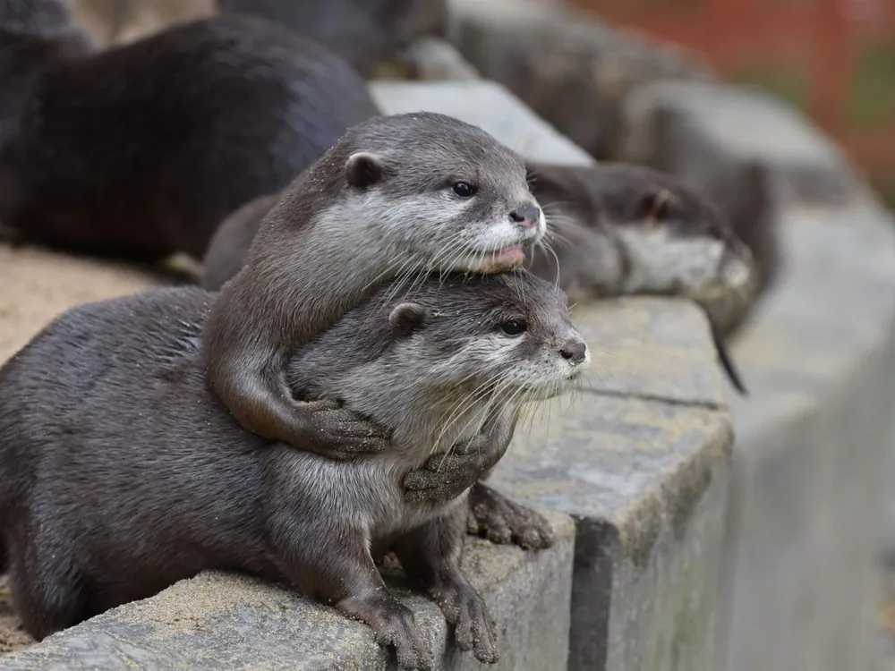 Two otters sit on a rock wall; one has its arms wrapped around the other and leans its head on top of the other's head