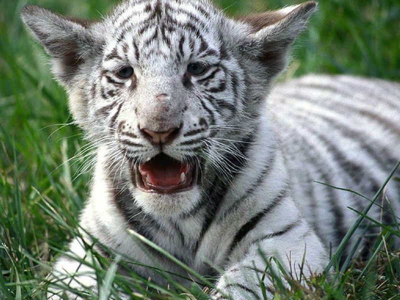 Bengal White Tiger