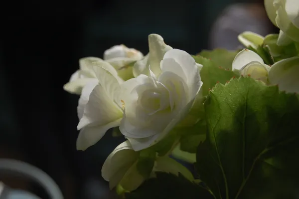 White Flower thumbnail