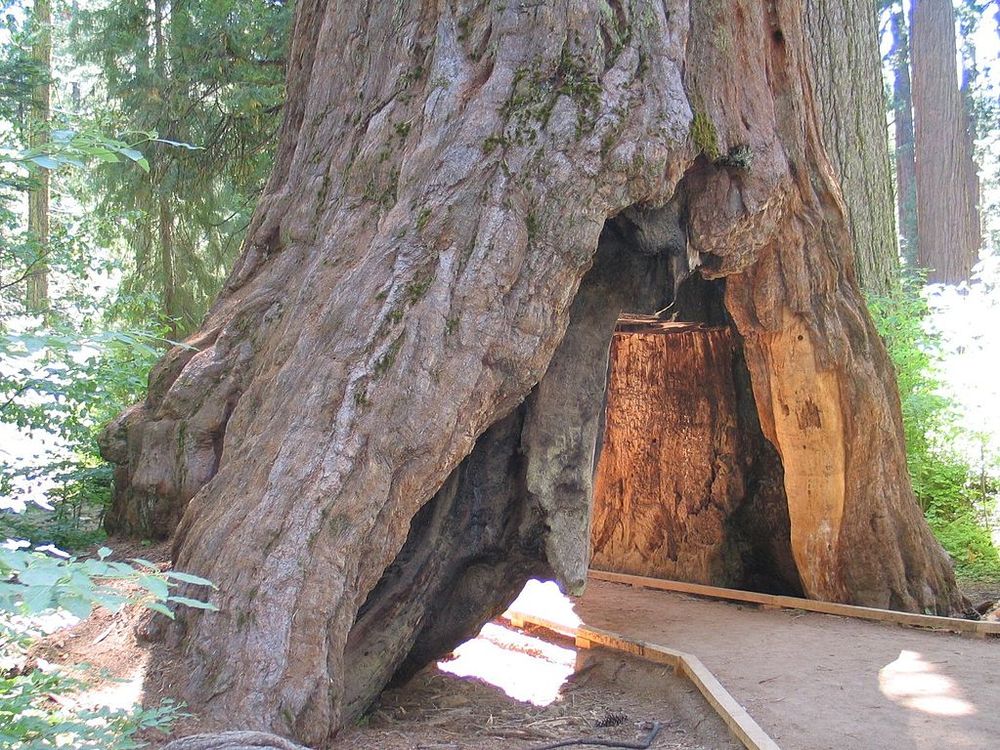 tree tunnel