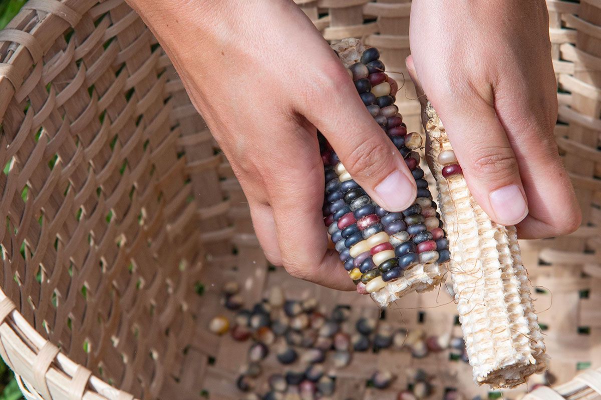 The Journey of Myaamia Native Corn to the Smithsonian Folklife Festival ...