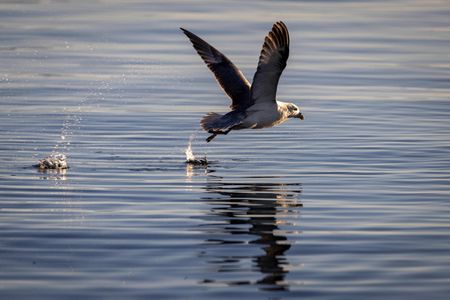 Seabirds catch fish swimming near the ocean's surface, but in the process, they also ingest microplastics.