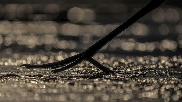 Great White Egret Hunting thumbnail