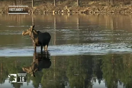 Last year, nine million viewers tuned in to watch&nbsp;&ldquo;The Great Moose Migration&rdquo; in Sweden.