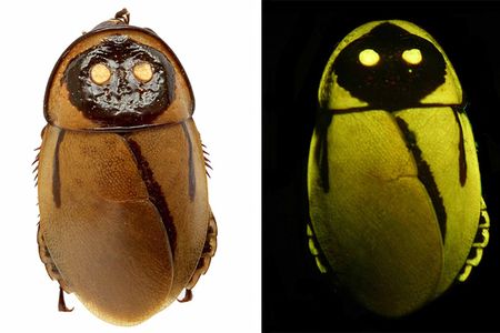 These glow-in-the-dark roaches have the goods.