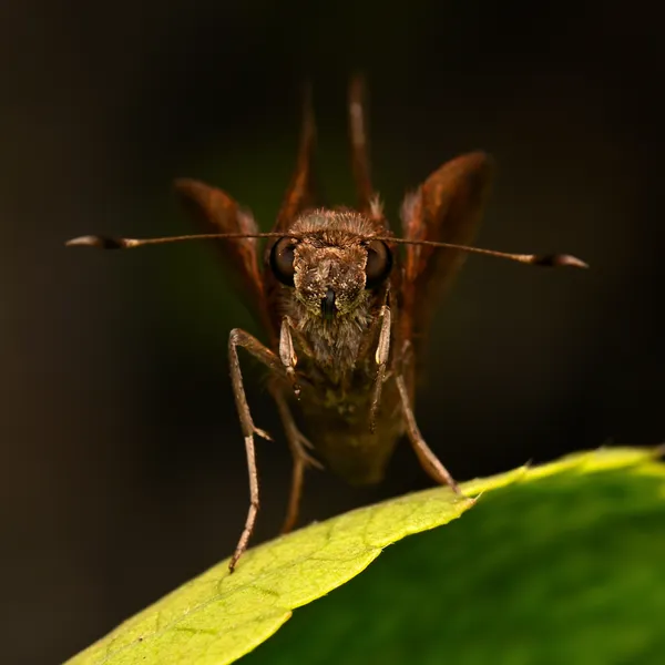 Skipper stops skipping for the camera thumbnail