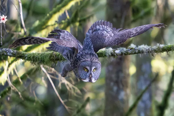 Great Grey Owl in flight. thumbnail
