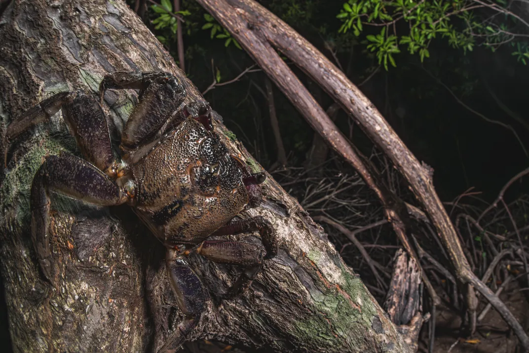 a brown crab stands sideways on a mangrove root, blending into the bark