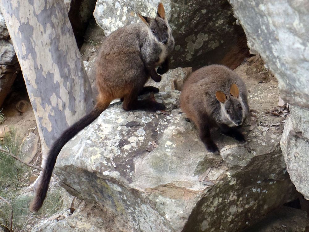 Brush-tailed rock-wallabies