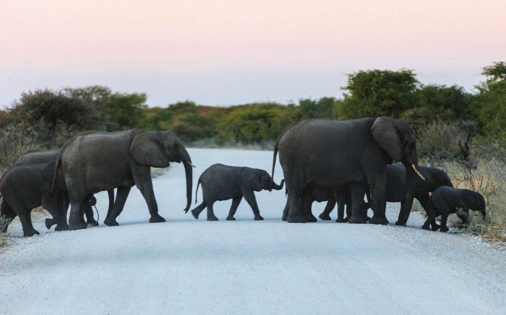 Botswana Elephants