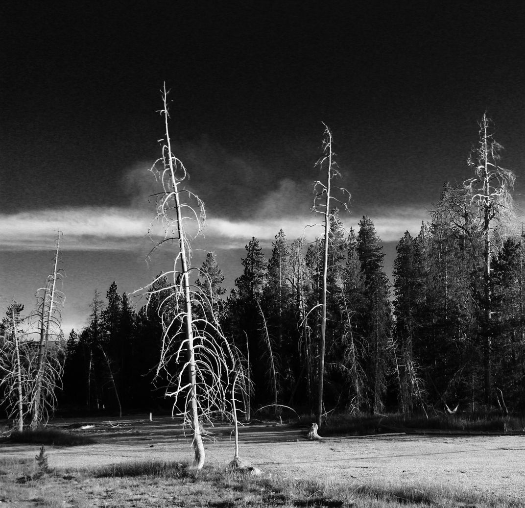 Ghost Trees, Yellowstone Smithsonian Photo Contest Smithsonian Magazine