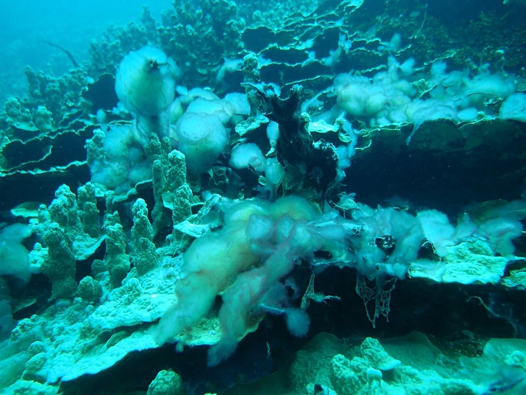 Under water view of algae on a coral reef