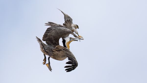 Falcon vs. Pelican thumbnail