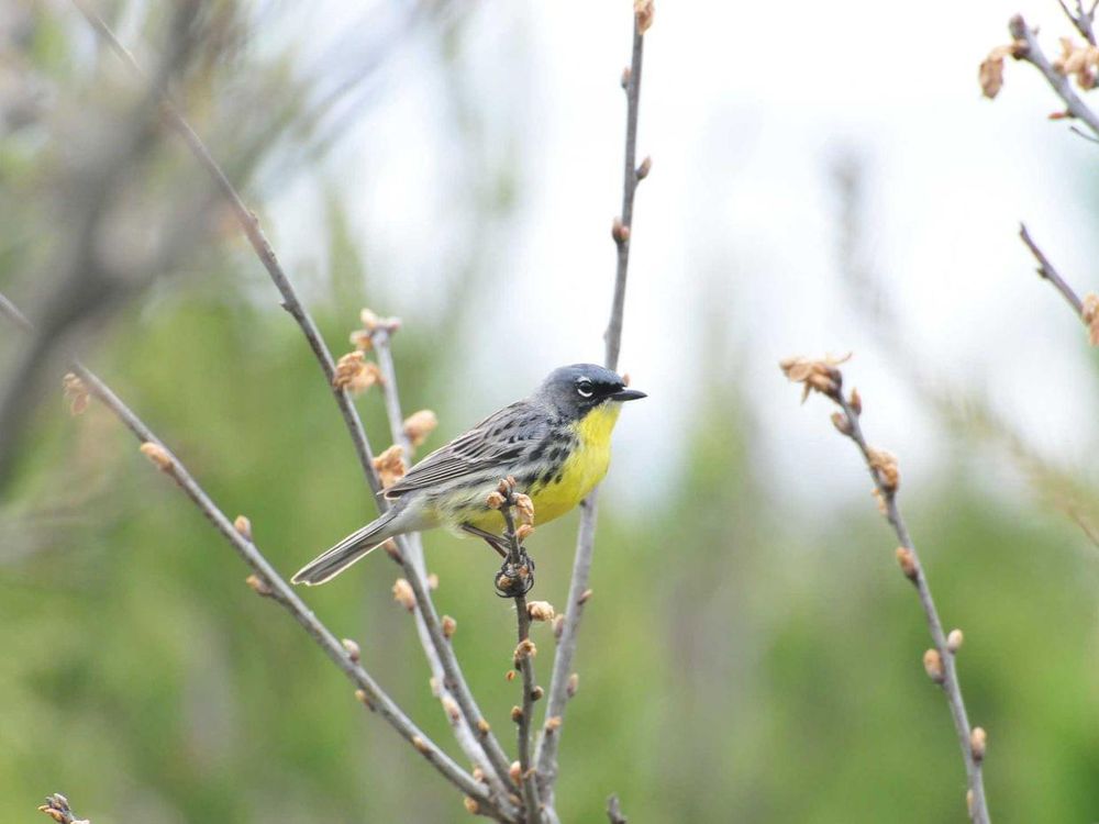 Kirtland's Warbler