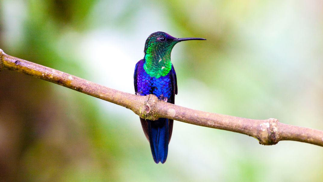 Costa Rica hummingbird