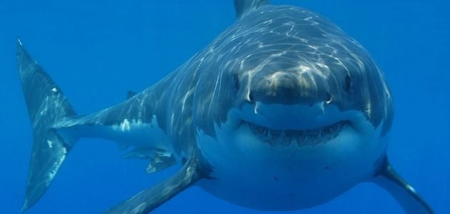 Individual sharks, like people, possess their own distinct personalities.