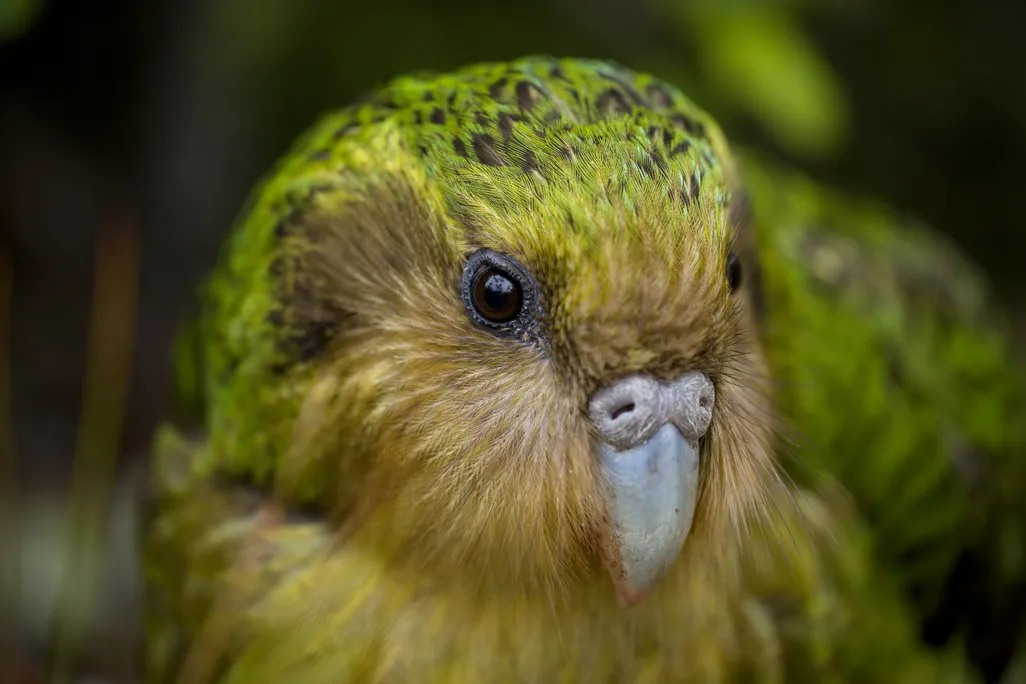 A close-up shot of the face of a green parrot-like bird